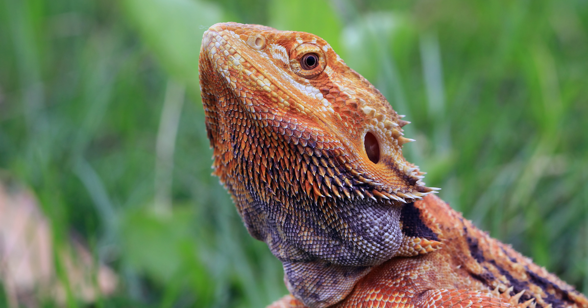 What Do Bearded Dragons Eat?